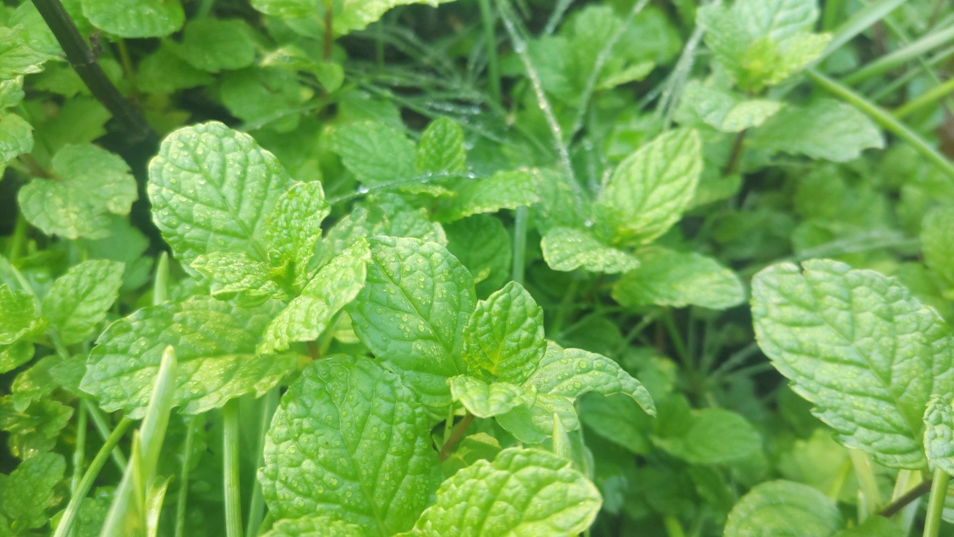 ミントのコラムのアイキャッチ画像